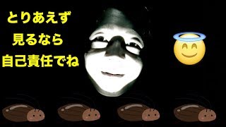 昆虫採取！貴重な映像だけ取れた。