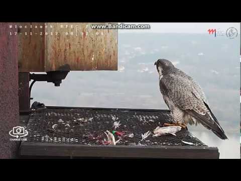 MPEC Włocławek Poland - Glinka arrived , She jumped on the lamp - 2017 11 17 08 32