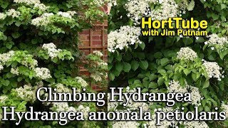 Planting Climbing Hydrangeas - Fragrant Flowering Vine