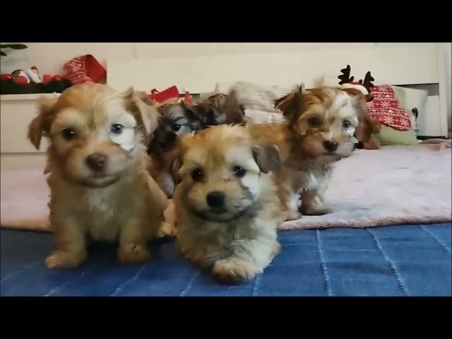 Havanese puppy