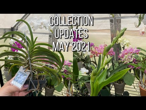 Orchid Collection Update-Many 1st Time Spiking, New Blooms & Growth May 2021