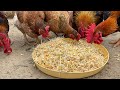 The Best Organic Poultry Farming Process Today Organic Poultry Farm