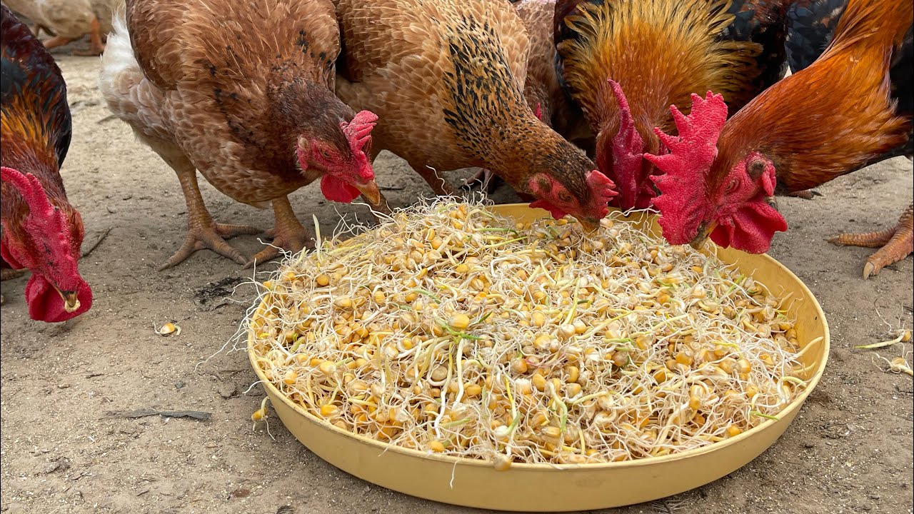 The Best Organic Poultry Farming Process Today - Organic Poultry Farm