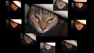 thE FLamINg lIPs      tHe sLOw mOtIOn