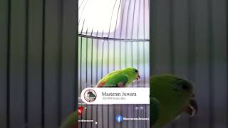 Download lagu Srindit Betina Gacor Nembak mp3