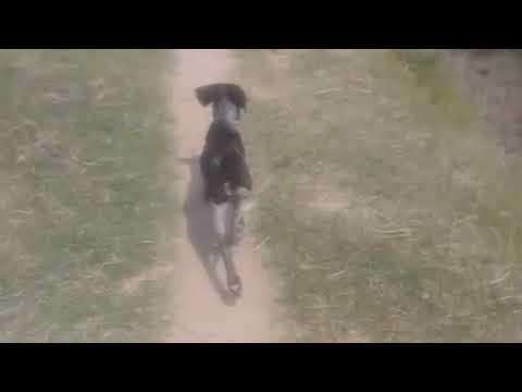 Guy Comes Home From Work With A Stray Dog |The Dodoo🥰