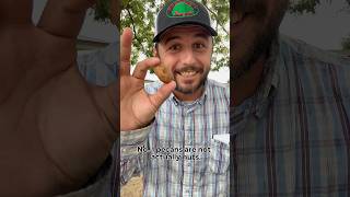 Pecan facts! #pecans #texas #trees #farming #pecantree