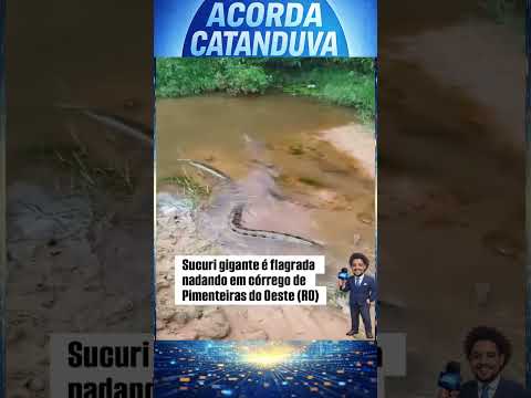 Moradores de Pimenteiras do Oeste (RO) registraram uma sucuri de grande porte