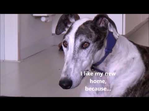 First Day Of Rescued Galgo From Spain In The Netherlands