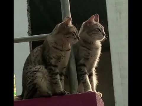 my cute cat🙈🥱😘😌😌 ganera max