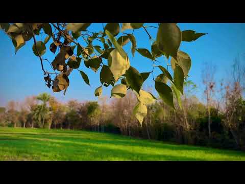 4k Nature Bannu natural scene (heaven on earth)