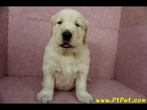 11/18黃金獵犬母幼犬3號(屏東里港)