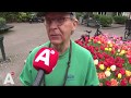 Tulpen uit perkjes geroofd in de Jordaan: 'Die mensen weten niet wat ze doen'