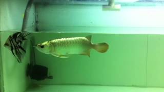 Golden head arowana