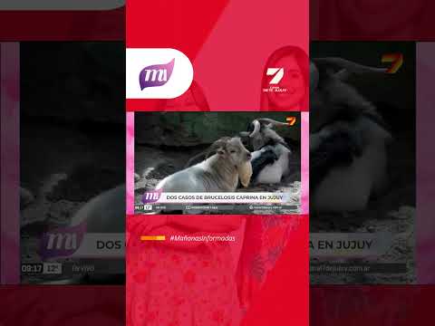 👉 Detectaron dos casos de brucelosis caprina en Jujuy 🐐⚠️