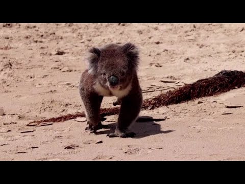 オーストラリアのビーチに迷い込んだコアラ (Koala wanders onto Australian beach)
