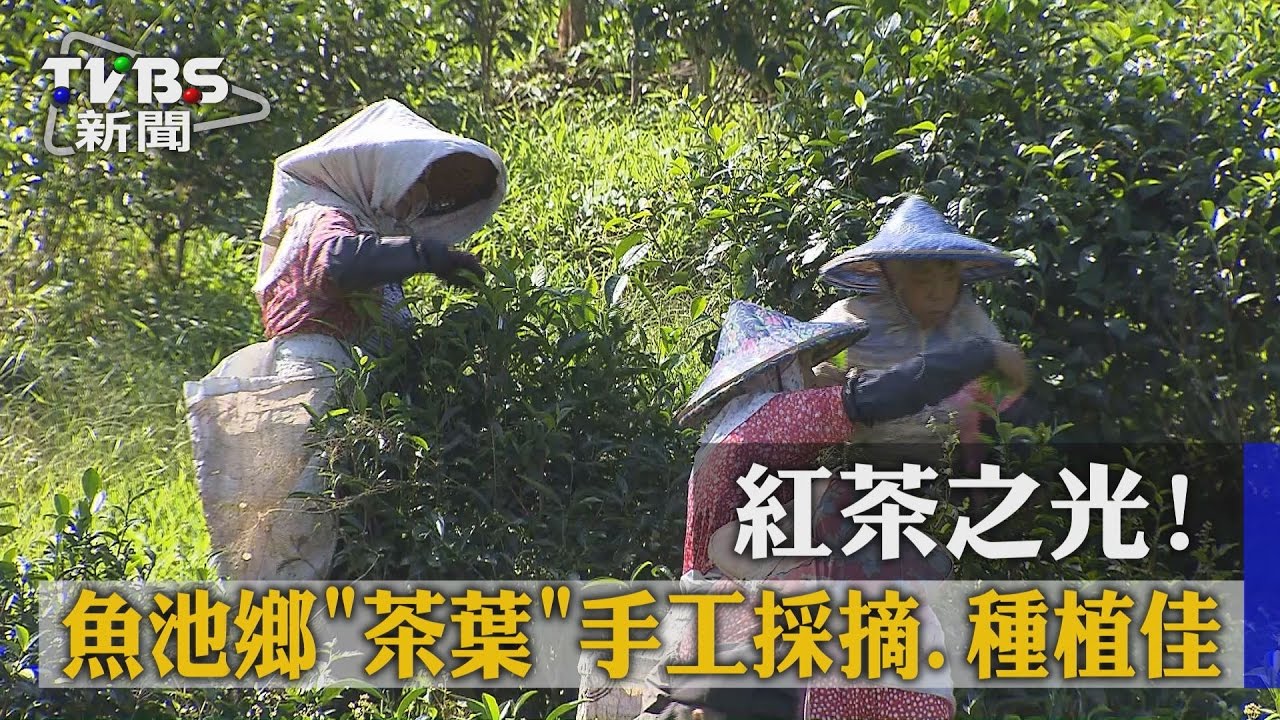 紅茶之光!魚池鄉「茶葉」手工採摘種植佳