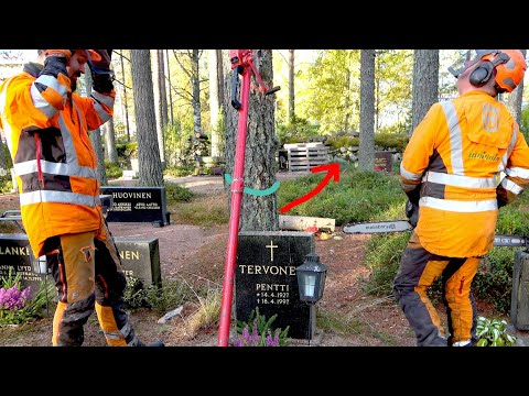 How Do You Fell a Tree Here Without Causing Damage? 🪓