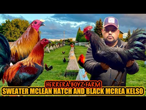 Sweater Mclean Hatch And Black Mcrea Kelso ~ HERRERA BOYZ GAMEFARM