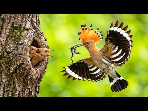 15 Most Unbelievable Birds That Actually Exist