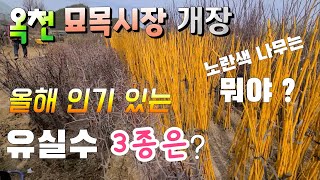옥천 묘목시장 개장!!! 인기있는  유실수 3종  샤인머스켓,부자되는 나무가 있다