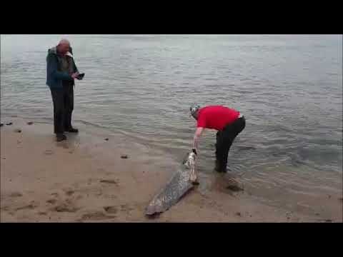 Marcel de Ruyter en Bert Reinten vangen meerval 185cm op de Waal