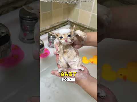 💖 L'histoire du premier bain d'un petit chaton ! 🛁