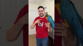 Noisiest Bird in my Flock � Brown-Necked Cape parrot