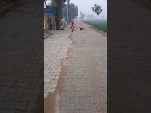 So fast dog 👌👌