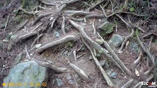 【登山】一日加里山探路~ある日、ゲイリー山を探索します〜One day exploring the Gary Mountain ~어느 날 게리 산 탐험 ~