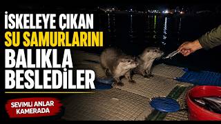 İskeleye Çıkan Su Samurlarını Balıkla Beslediler