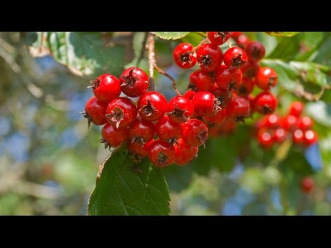 Lhypertension et la mer Thé vert et la menthe et la pression artérielle