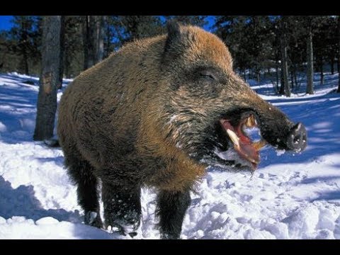 Охота. Кабан-Секач. Охотхозяйство Богородское Омская область. Hunting. Boar Cleaver.