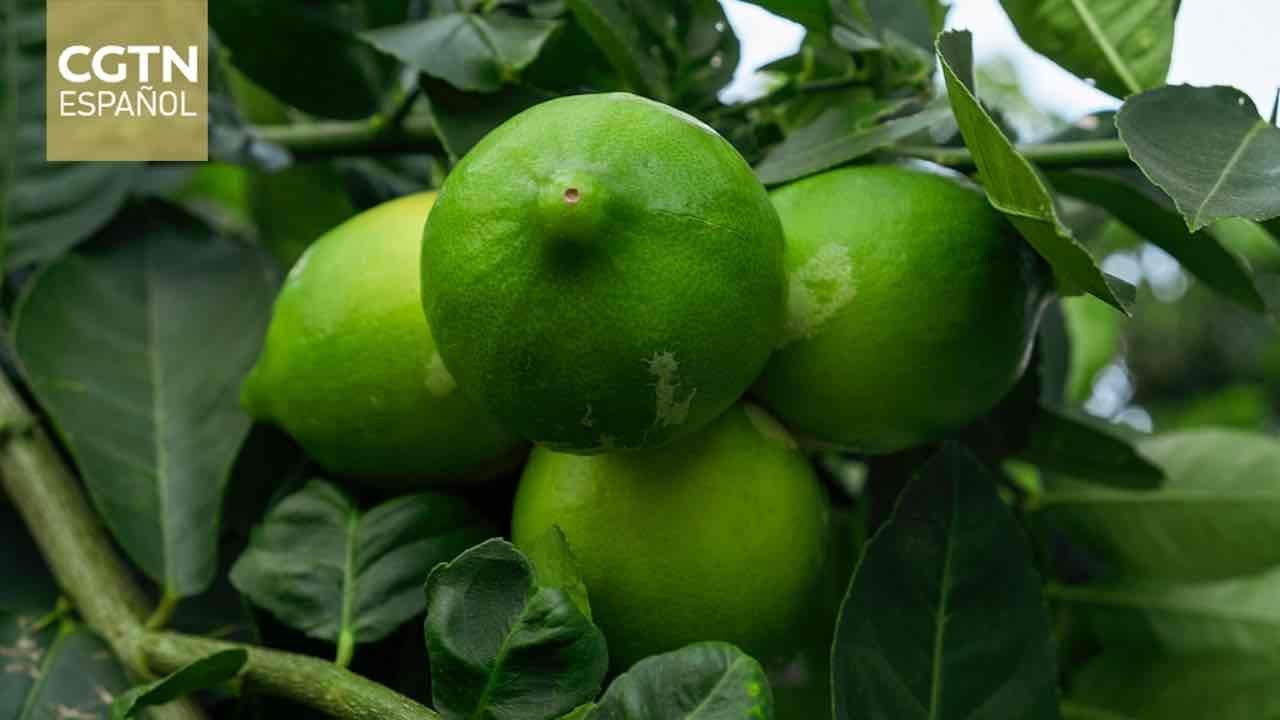 Colombia busca posicionar su limón Tahití en el mercado chino a través de la CIIE