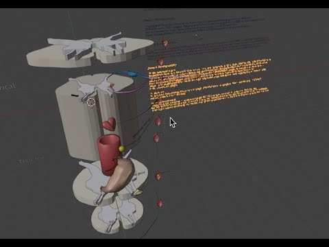 Sympathetic nervous system