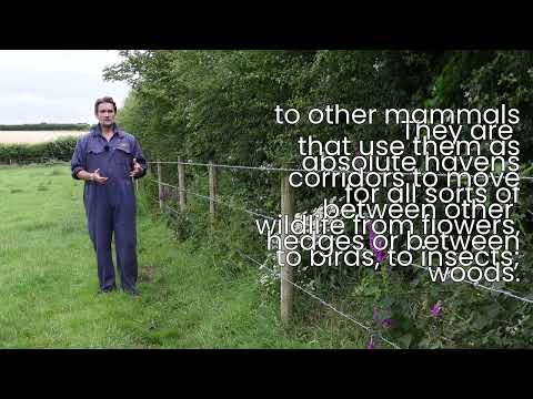 Why are hedgerows important to the environment?