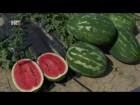 Lubenica je voće? No nije tako jer pripada porodici tikava!