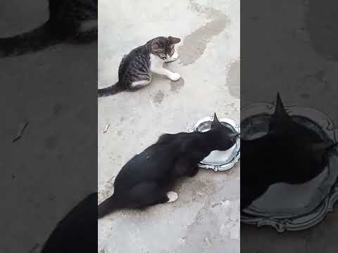 billiyoo k dod ka time