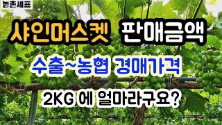 #샤인머스켓재배기술 #샤인머스켓판매금액 #시설하우스