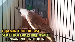 Download lagu Trucuk BETINA memanggil Jantan Suara Birahi Ngecuplik 100% pancingan trucukan gacor agar BUNYI EMOSI mp3