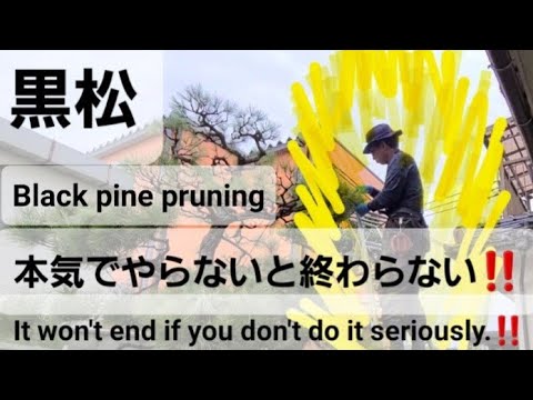 蘭に木炭や木灰を加えますか？その理由は次のとおりです。  庭園
