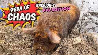 PENS OF CHAOS PIG EDITION - WHEN 9 FEET OF SNOW MELTS...MUD, LOTS OF MUD - HOMESTEADING ALASKA