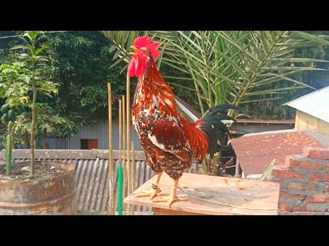 Top most beautiful roosters crowing compilation