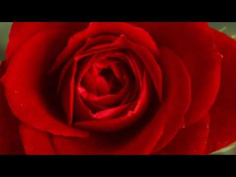 Muhinje kunwar chokri by samina kanwal.