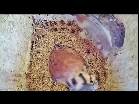 American Kestrel Nest Box in Rochester, Minnesota, USA