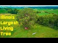 The Biggest living tree in Illinois - Eastern Cottonwood