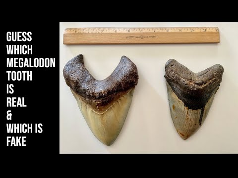 Can YOU Detect the FAKE Megalodon Tooth?