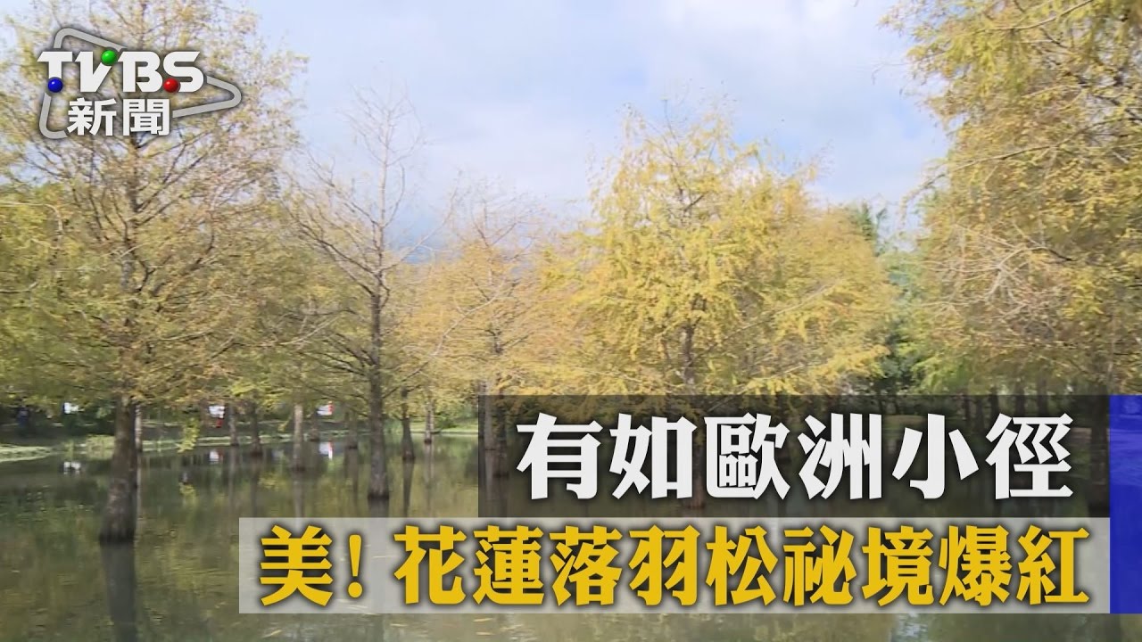 美!有如歐洲小徑 花蓮落羽松祕境爆紅