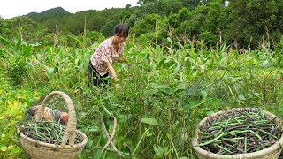The black beans I planted have been harvested. Caring for the sugarcane garden | Son Thon