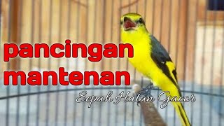 Download lagu MASTERAN BURUNG TEMBAKAN MANTENAN GUNUNG PANJANG JEDA mp3 Download lagu MASTERAN BURUNG TEMBAKAN MANTENAN GUNUNG PANJANG JEDA mp3
